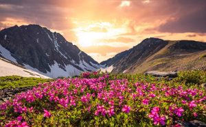 Valley Of Flowers Package