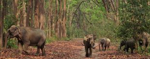 Jim Corbett National Park