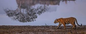 Ranthambore