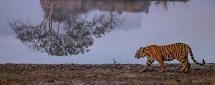 Ranthambore